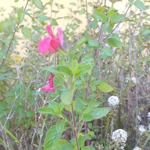 10 salvia baby sage flower shrub cuttings